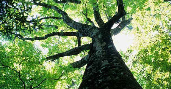 Tree in Jones County, NC