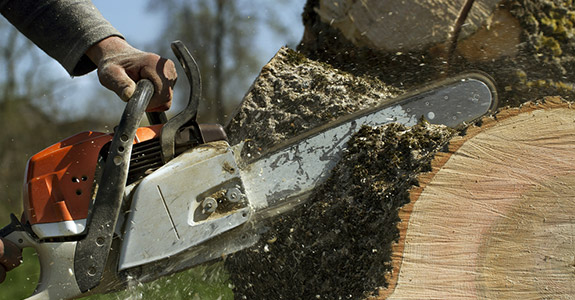 stump grinding specialist